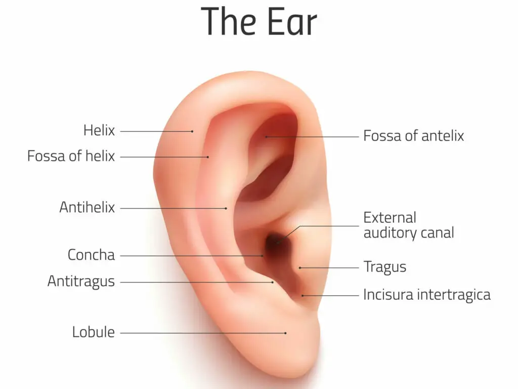 Diagram of Ear